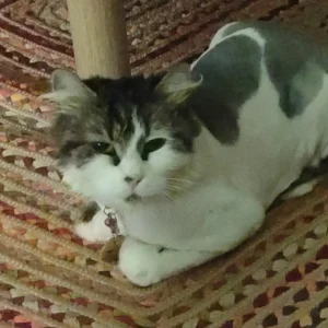 Nazlı fotoğrafı 2